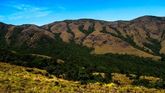 The Nilgiri plateau is a 5,000-sq-km tableland in the Nilgiri biosphere that abuts the Western Ghats. In its natural form, it is primarily a mosaic of shola forests (which occur on the ridges) and grasslands. However, less than 15% now exists in its natural form. The rest has been lost to tea estates, farms, homes and infrastructure projects.(Photo: Godwin Vasanth Bosco)