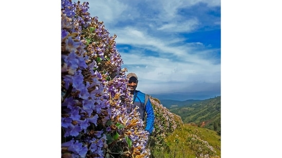 Godwin Vasanth Bosco, 33, is a restoration ecologist who has dedicated the last decade to studying and restoring the vegetation of the Nilgiri plateau. Through his organisation Upstream Ecology, Bosco maintains a grasslands nursery in Ooty, and works with government and private institutions to remodel landscapes with indigenous plants. Seen here is the golden Kurinji, which he grows in his nursery. The plant flowers once in nine years and is endemic to a few hilltops in the Nilgiris.(Photo: Ganesh G)