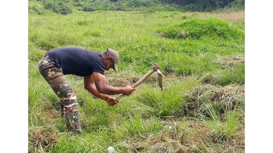 Restoration involves uprooting invasive shrubs, grasses and tress and replanting vegetation that is native to that specific area. A baseline study is done to determine what ecosystem that patch of land belongs to. In grassland restoration, for instance, an area is cleared out to make space for each type of grass. The patch is then monitored for at least a year. Shrubs and forest restoration takes longer.(Photo: Revathy S)