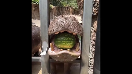 Hippo holds the watermelon in its mouth before crushing it (Twitter/@SanAntonioZoo) Hippo holds the watermelon in its mouth before crushing it (Twitter/@SanAntonioZoo)
