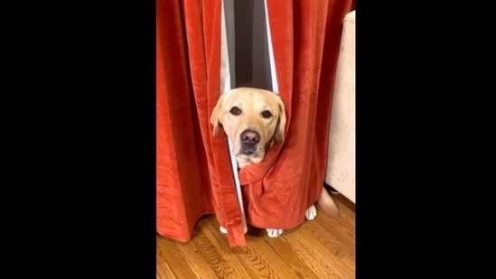 Magnus hides behind a pair of curtains to save himself from a vacuum cleaner(Instagram/@magnusthetherapydog)