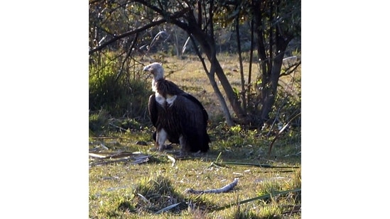 To Payeng, the most thrilling development has been the way the island has come to life. Rhinos come from Kaziranga, about 60 km away; elephants have been born amid the trees he planted; tigers stay for a few days; wild buffalo and migratory birds, including pelicans and vultures (seen here), visit as well.(Photo: Jitu Kalita)
