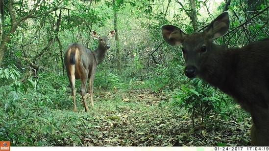 Camera traps on the privately owned SAI (Save Animals Initiative) Sanctuary in Kodagu, Karnataka, capture all the wildlife that strolls in and out, from the Brahmagiri wildlife sanctuary next door. These 255-acres of former coffee and cardamom fields are now an extension of Brahmagiri. Seen here is a sambar fawn with her mother.(Photo courtesy SAI Sancturary)