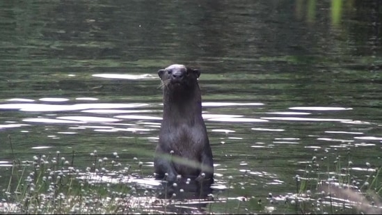 A small-clawed otter looks out from a pond on their land, in a video shot by Pamela Malhotra.(Photo courtesy SAI Sanctuary)