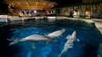 Three beluga whales swim together in an acclimation pool after arriving at Mystic Aquarium.(AP) Three beluga whales swim together in an acclimation pool after arriving at Mystic Aquarium.(AP)