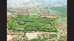 In an aerial view, part of Poonam Singh and Aditya Singh’s rewilded land in Bhadlav, Rajasthan, leaps out, a rectangle of forest amid a patchwork of farmland. (Aditya Dicky Singh) In an aerial view, part of Poonam Singh and Aditya Singh’s rewilded land in Bhadlav, Rajasthan, leaps out, a rectangle of forest amid a patchwork of farmland. (Aditya Dicky Singh)