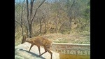 A day-time camera trap photo of a Barking deer at the water hole. (PHOTO COURTESY: NARBIR S. KAHLON) A day-time camera trap photo of a Barking deer at the water hole. (PHOTO COURTESY: NARBIR S. KAHLON)