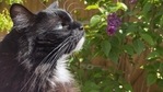 The image shows Kylo, the cat that drinks water in a 'strange' way.(Instagram/@iamkylo_) The image shows Kylo, the cat that drinks water in a 'strange' way.(Instagram/@iamkylo_)