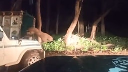 The image shows the tiger being released.