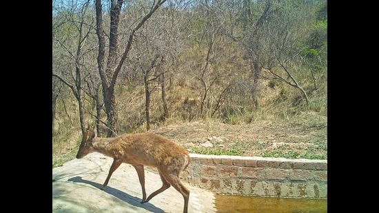A day-time camera trap photo of a Barking deer at the water hole. (PHOTO COURTESY: NARBIR S. KAHLON) A day-time camera trap photo of a Barking deer at the water hole. (PHOTO COURTESY: NARBIR S. KAHLON)