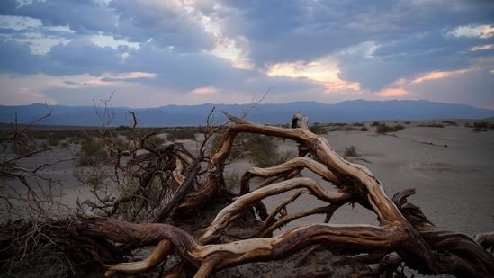 Branches rest along sand dunes as clouds pass overhead at sunset inside Death Valley National Park on June 17, 2021, in Inyo County, California. (AFP)