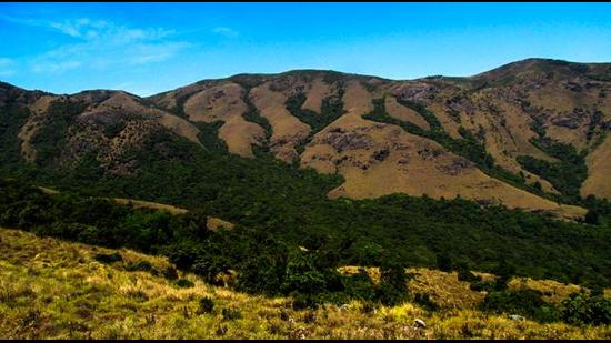 The Nilgiri plateau is a 5,000-sq-km tableland in the Nilgiri biosphere characterised by a mosaic of shola forests and grasslands. (Godwin Vasanth Bosco) The Nilgiri plateau is a 5,000-sq-km tableland in the Nilgiri biosphere characterised by a mosaic of shola forests and grasslands. (Godwin Vasanth Bosco)