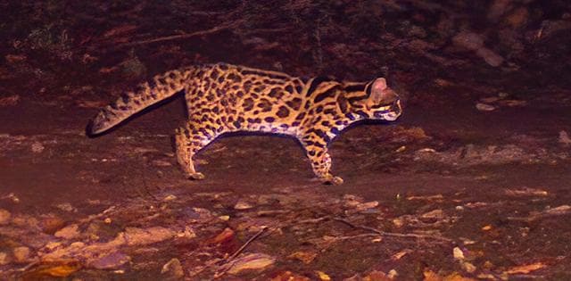 A night-time camera trap image of a Leopard cat at Kalesar. (PHOTO COURTESY: DR RAJIV S KALSI) A night-time camera trap image of a Leopard cat at Kalesar. (PHOTO COURTESY: DR RAJIV S KALSI)