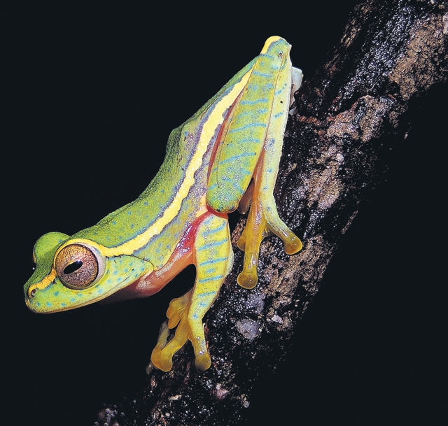 Ashokavana has become a haven for endangered and endemic frog species like the Rhacophorus lateralis or small tree frog. (KV Gururaja) Ashokavana has become a haven for endangered and endemic frog species like the Rhacophorus lateralis or small tree frog. (KV Gururaja)