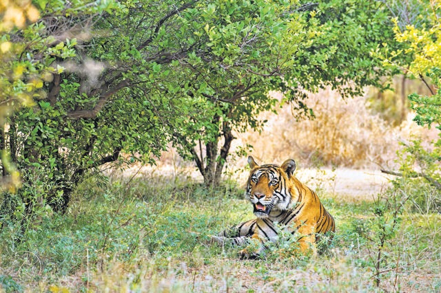 Tigers visit the Singhs’ land often, and stay for days. (Aditya Dicky Singh) Tigers visit the Singhs’ land often, and stay for days. (Aditya Dicky Singh)