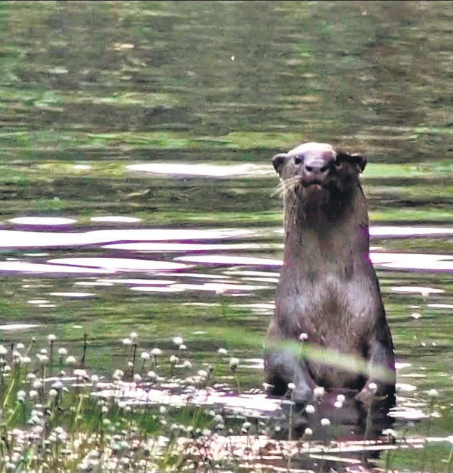 A small-clawed river otter, bathing in a pond at SAI Sanctuary. (SAI Sanctuary) A small-clawed river otter, bathing in a pond at SAI Sanctuary. (SAI Sanctuary)