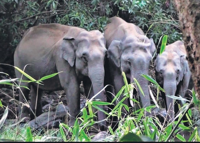 Three of a herd of 15 elephants that often stroll into SAI Sanctuary. (SAI Sanctuary) Three of a herd of 15 elephants that often stroll into SAI Sanctuary. (SAI Sanctuary)