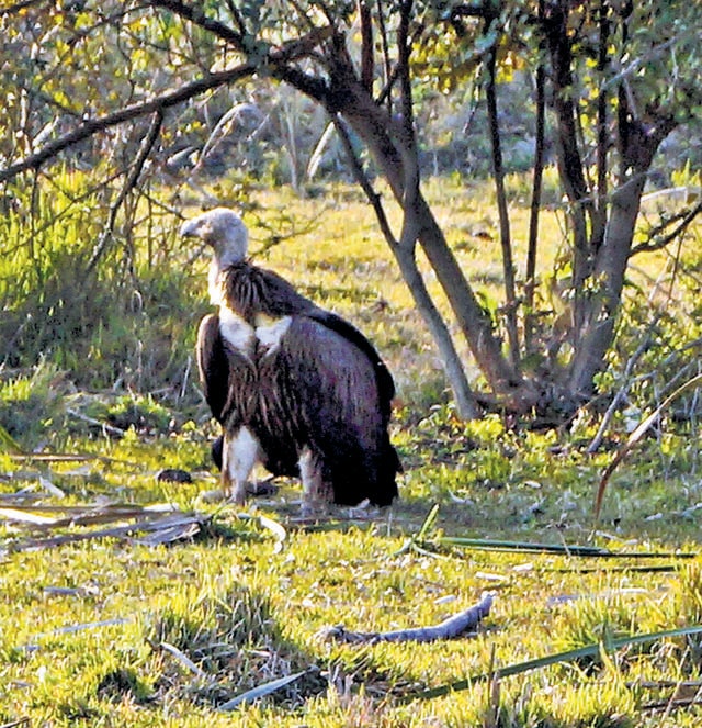 A vulture stops for a rest in Mulai Kathoni. (Jitu Kalita) A vulture stops for a rest in Mulai Kathoni. (Jitu Kalita)