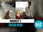 Viral video of a monkey inside a Delhi Metro train (Twitter) Viral video of a monkey inside a Delhi Metro train (Twitter)