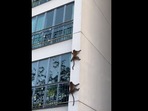 Harsh Goenka shared a clip showing the monkeys climbing down the building.(Twitter/@hvgoenka) Harsh Goenka shared a clip showing the monkeys climbing down the building.(Twitter/@hvgoenka)