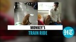 Viral video of a monkey inside a Delhi Metro train (Twitter) Viral video of a monkey inside a Delhi Metro train (Twitter)