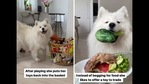 Maya the doggo is undoubtedly one of the good girls on Instagram.(Twitter/@mayathepolarbear) Maya the doggo is undoubtedly one of the good girls on Instagram.(Twitter/@mayathepolarbear)