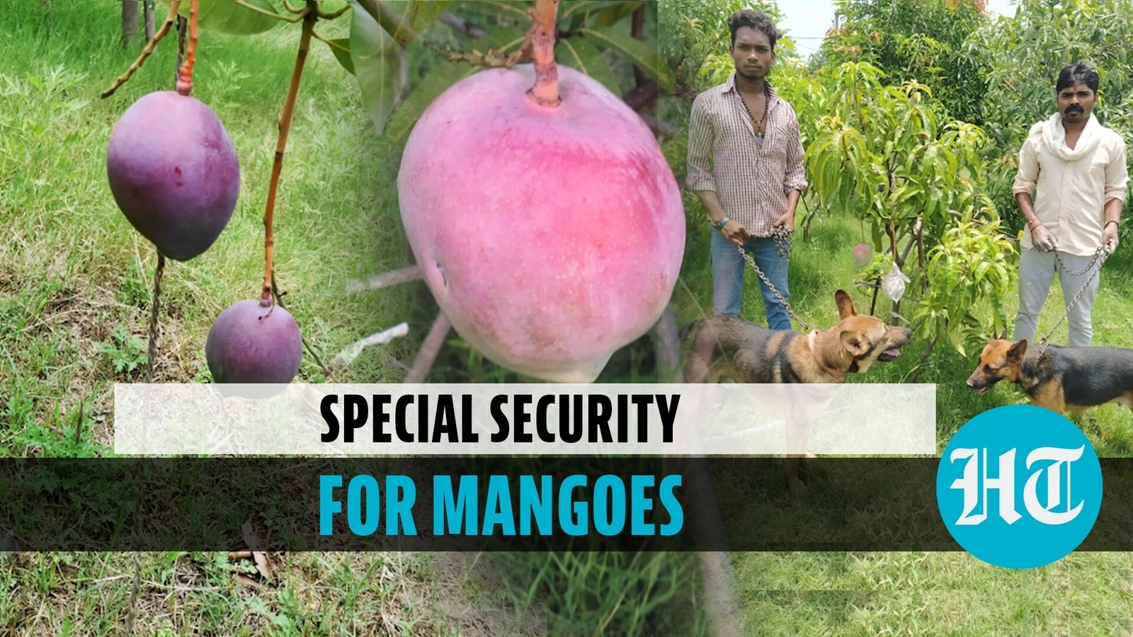 Miyazaki Mangoes: The Juiciest Fruit in the Adult Industry