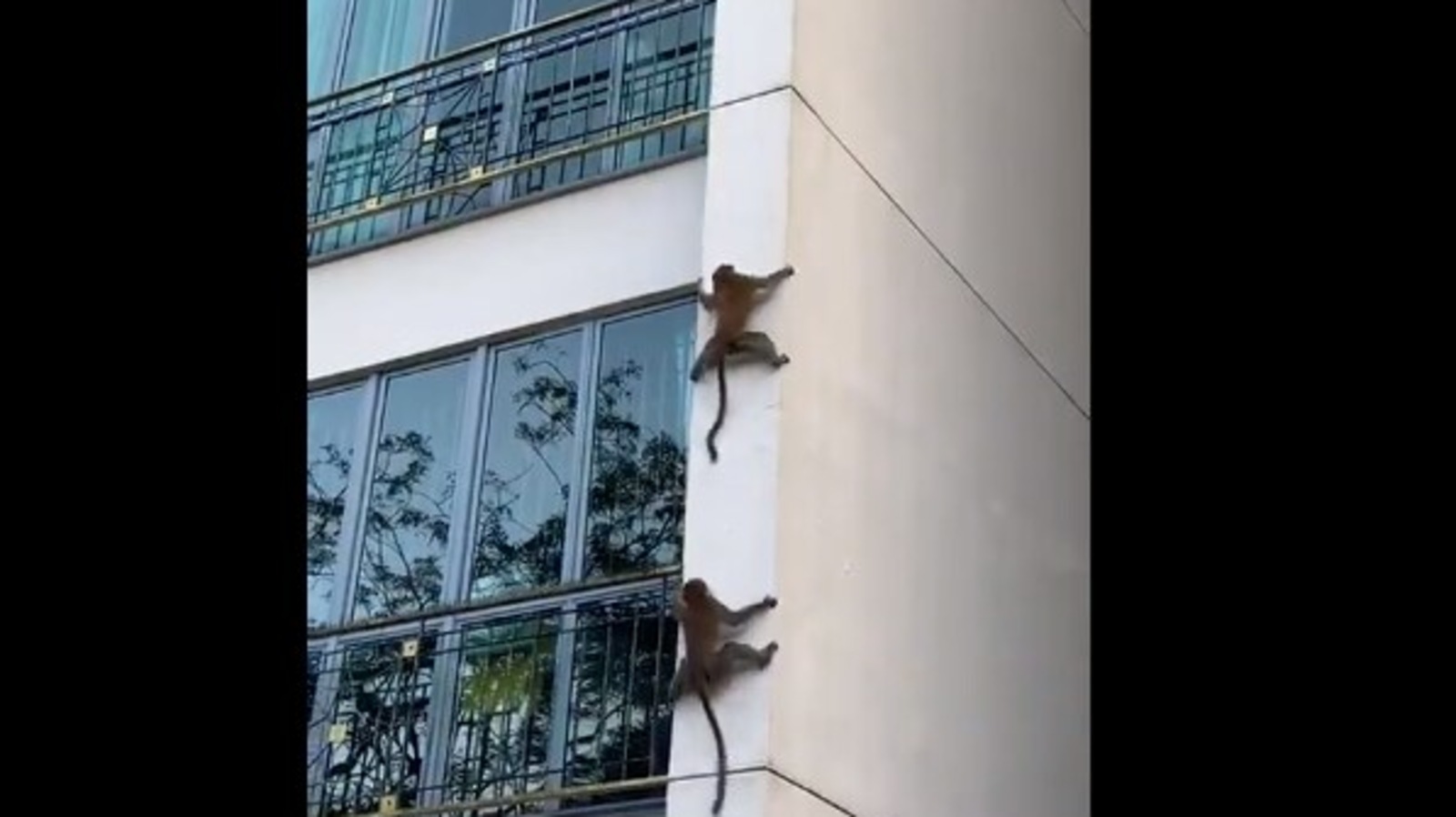 'Mission Impossible' Harsh Goenka shares clip of monkeys climbing down