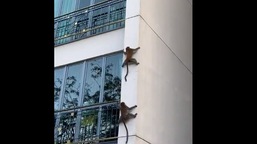 Harsh Goenka shared a clip showing the monkeys climbing down the building.