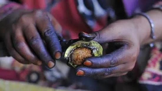 Over 95% of the land under organic fruit cultivation in J&K grows walnut. (HT file photo) Over 95% of the land under organic fruit cultivation in J&K grows walnut. (HT file photo)