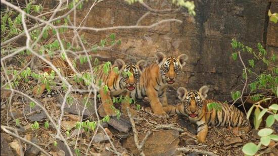 The behaviour and physical appearance of tigress T-111 suggested she had given birth but she could be spotted with her cubs only on Sunday. (Courtesy- Forest Department)