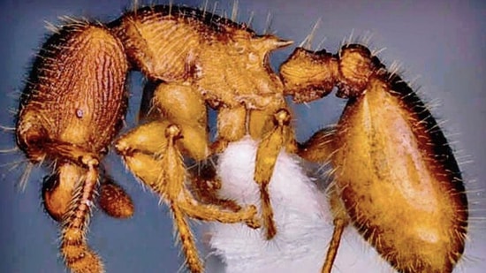 Myrmecina ants live in small colonies of 30 to 150.