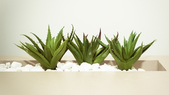 Aloe Vera: Applying aloe vera gel directly to wounds can help reduce inflammation and scar tissue size.(Pexels)