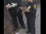 The Polk County Sheriff's Office in Florida shared pictures of the alligator rescued from under the vending machine.