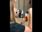 The cat reacting to its human eating a grilled cheese sandwich. (Reddit/ScottOHbot) The cat reacting to its human eating a grilled cheese sandwich. (Reddit/ScottOHbot)