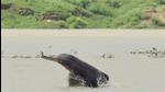 BEST QUALITY AVAILABLE: In a recent survey conducted by WWF-India and UP forest department, the population of Gangetic Dolphins has increased from 22 in 2015 to 33 in 2018 at a 200km stretch of river Ganga from Bijnor to Narora in western UP. (Photo by: Special arrangement) **Photo received on October 17 ,2018. (Please check with Charmaine Edwards for details)
