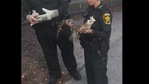 The Polk County Sheriff's Office in Florida shared pictures of the alligator rescued from under the vending machine.(Twitter/@PolkCounty) The Polk County Sheriff's Office in Florida shared pictures of the alligator rescued from under the vending machine.(Twitter/@PolkCounty)