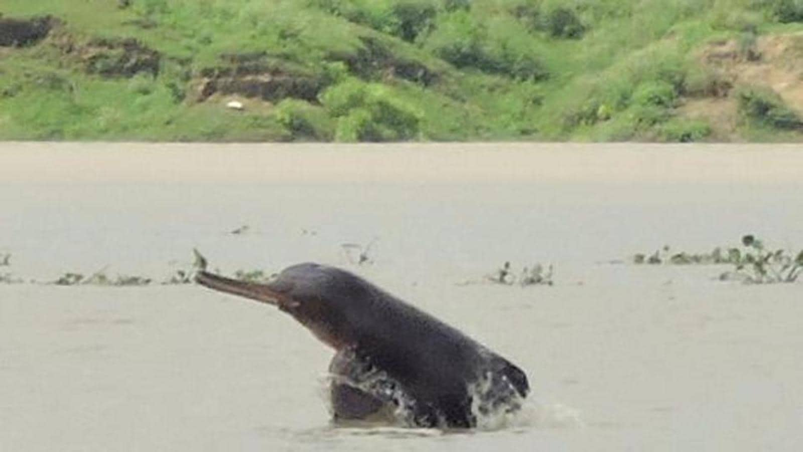 Climate change threatens dolphin habitats in Ganga