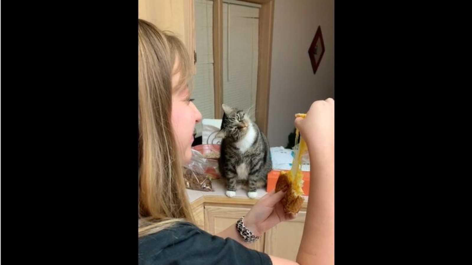 Cat reacts to its human eating grilled cheese sandwich, video is a must-watch