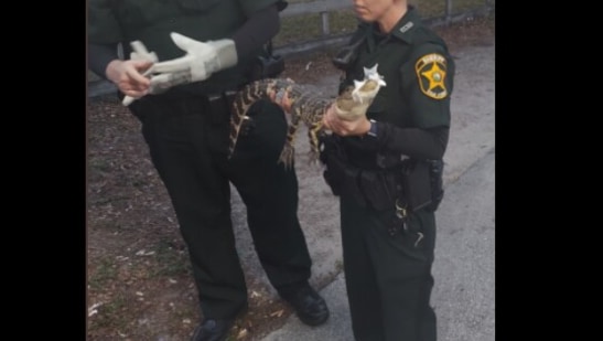 The Polk County Sheriff's Office in Florida shared pictures of the alligator rescued from under the vending machine.(Twitter/@PolkCounty)