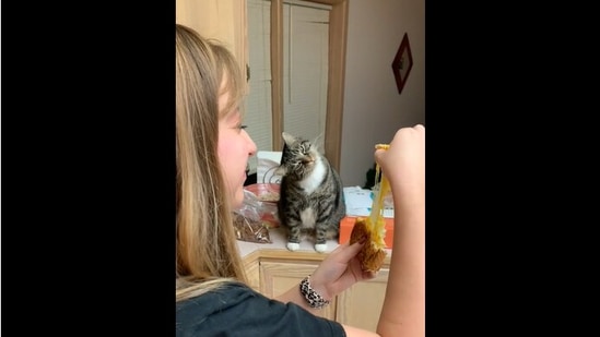 The cat reacting to its human eating a grilled cheese sandwich. (Reddit/ScottOHbot)