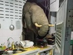 The elephant had actually destroyed their kitchen wall in May, Kittichai Boodchan said. The elephant had actually destroyed their kitchen wall in May, Kittichai Boodchan said.