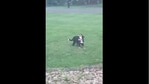 The puppy reacting to heavy rain in the video posted on Reddit.(Reddit/mr_never_lift) The puppy reacting to heavy rain in the video posted on Reddit.(Reddit/mr_never_lift)