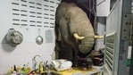 The elephant had actually destroyed their kitchen wall in May, Kittichai Boodchan said. The elephant had actually destroyed their kitchen wall in May, Kittichai Boodchan said.