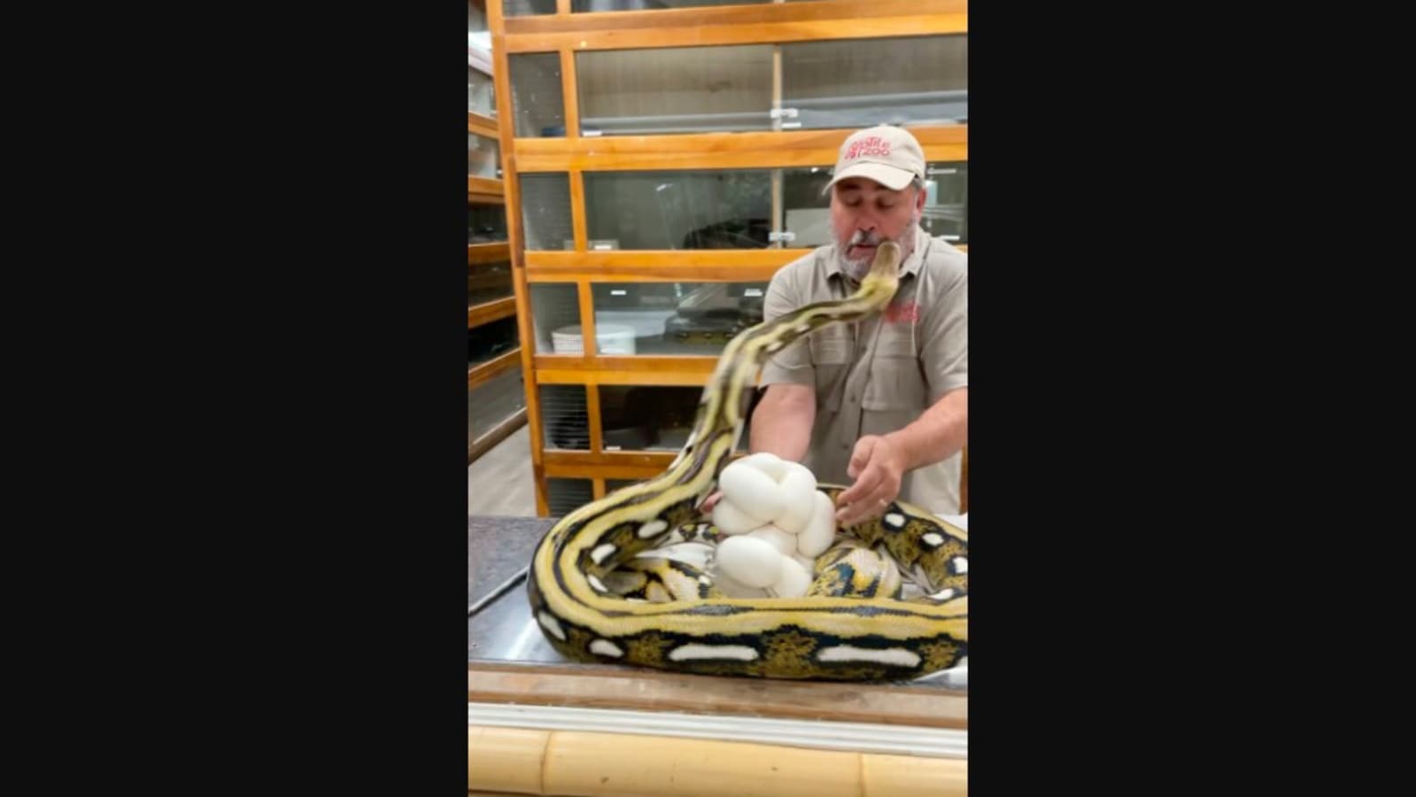 Snake attacks zookeeper in the face in shocking video. Watch his reaction | Trending