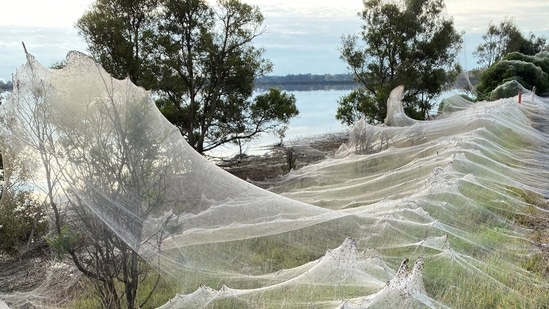Spider Invasion Leaves Australian Region Covered in Silk Web - Nerdist