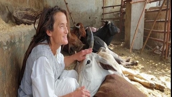 German-born Padma Shri Friederike Irina Bruning, a 'gau rakshak', playing with a cow in Mathura. (ANI) German-born Padma Shri Friederike Irina Bruning, a 'gau rakshak', playing with a cow in Mathura. (ANI)