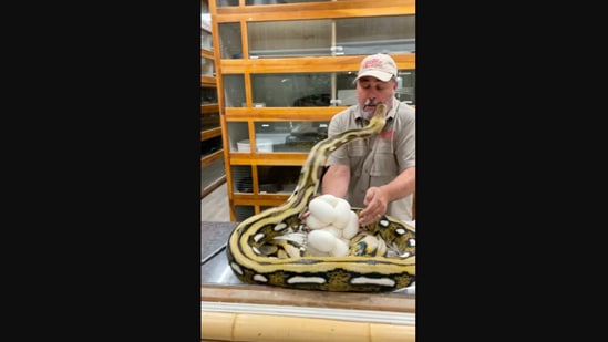 The snake attacks Jay Brewer, the founder of The Reptile Zoo.(Instagram/jayprehistoricpets)