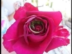 A picture of the rose. Can you spot the lizard sleeping inside? (Reddit/Imgur) A picture of the rose. Can you spot the lizard sleeping inside? (Reddit/Imgur)