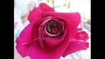 A picture of the rose. Can you spot the lizard sleeping inside? (Reddit/Imgur) A picture of the rose. Can you spot the lizard sleeping inside? (Reddit/Imgur)